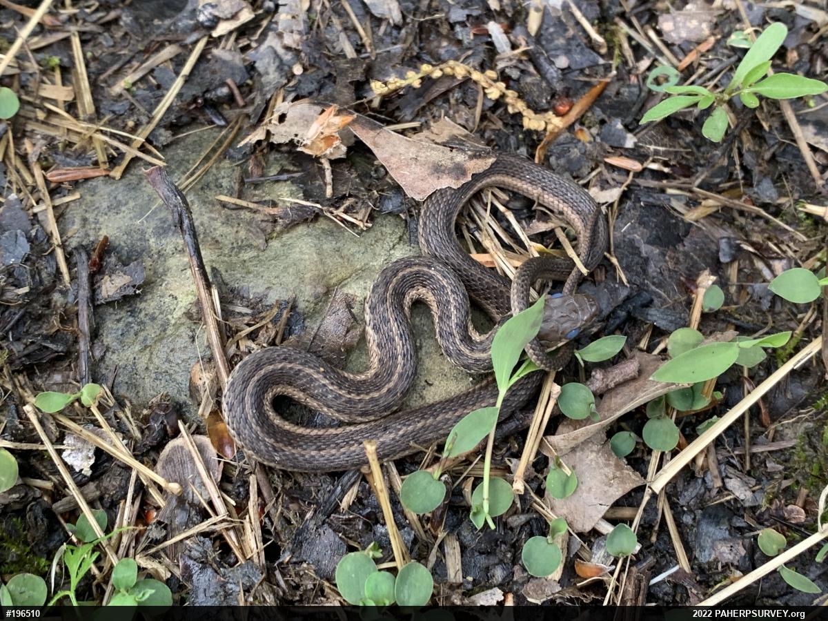 Eastern Gartersnake