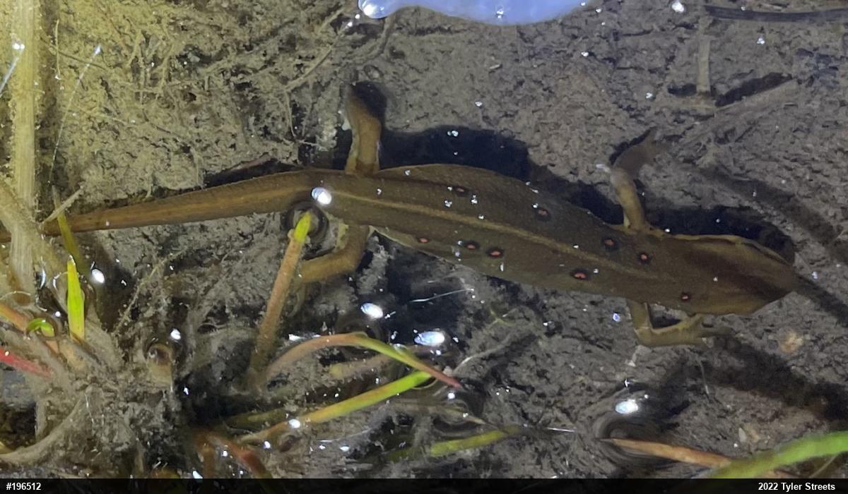 Red-spotted Newt