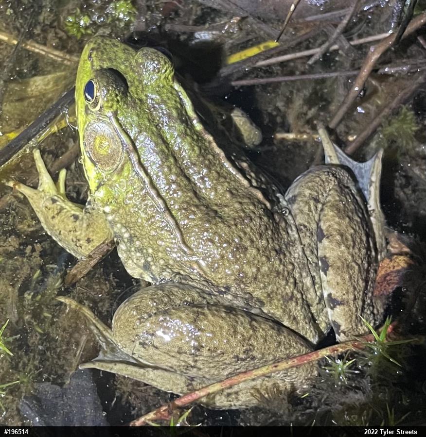Green Frog