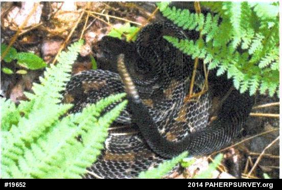 Timber Rattlesnake