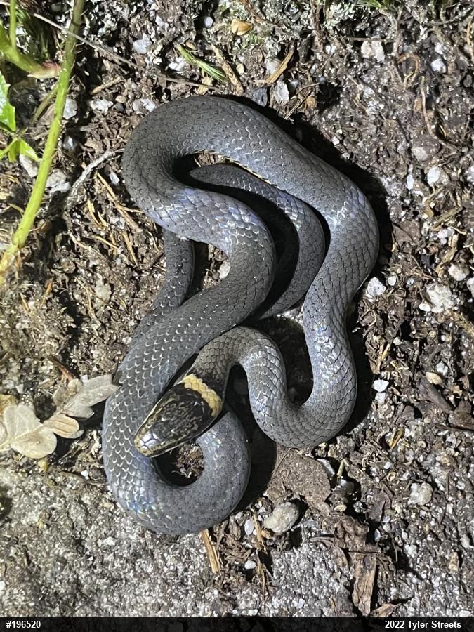Northern Ring-necked Snake