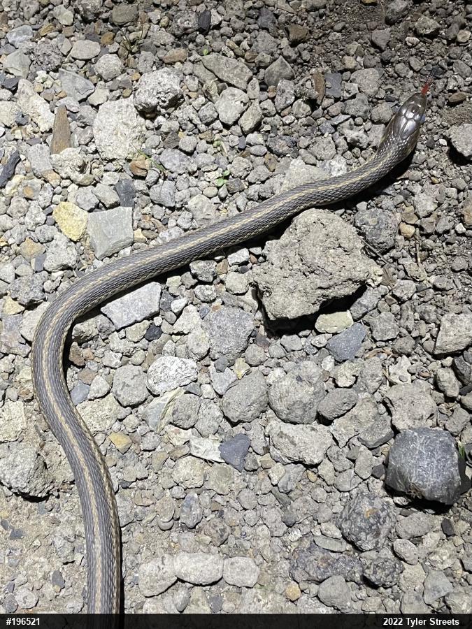 Eastern Gartersnake