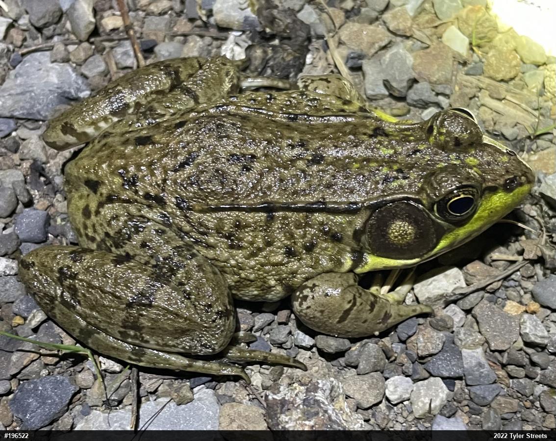 Green Frog