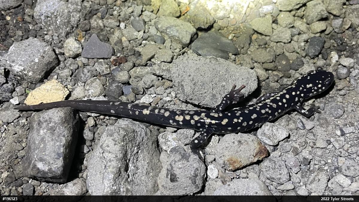 Northern Slimy Salamander