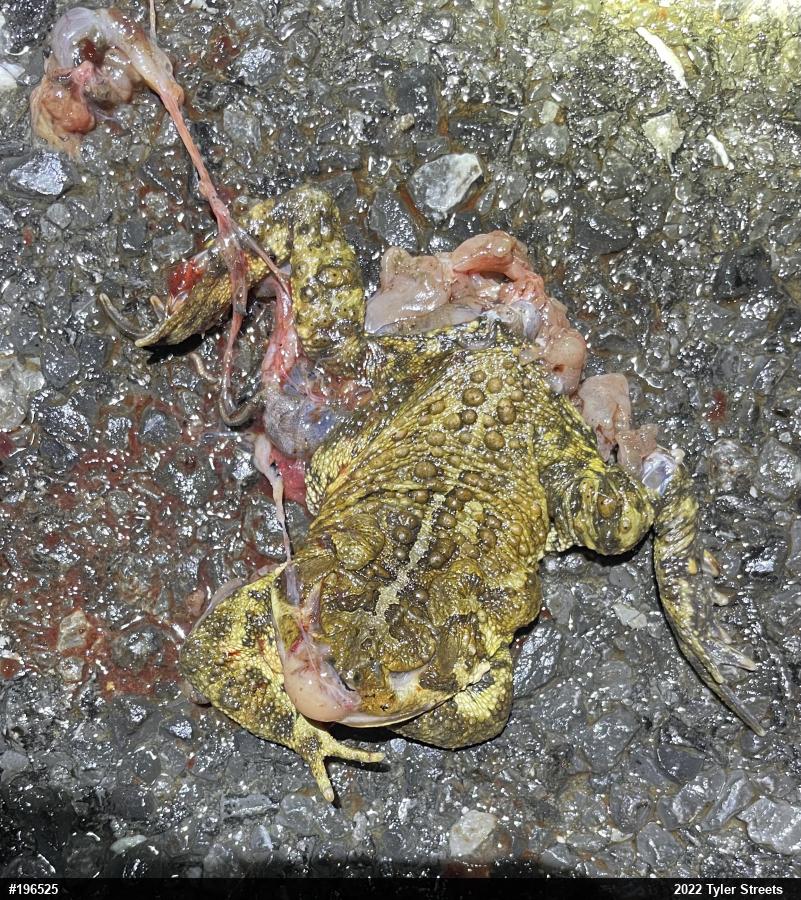 Eastern American Toad