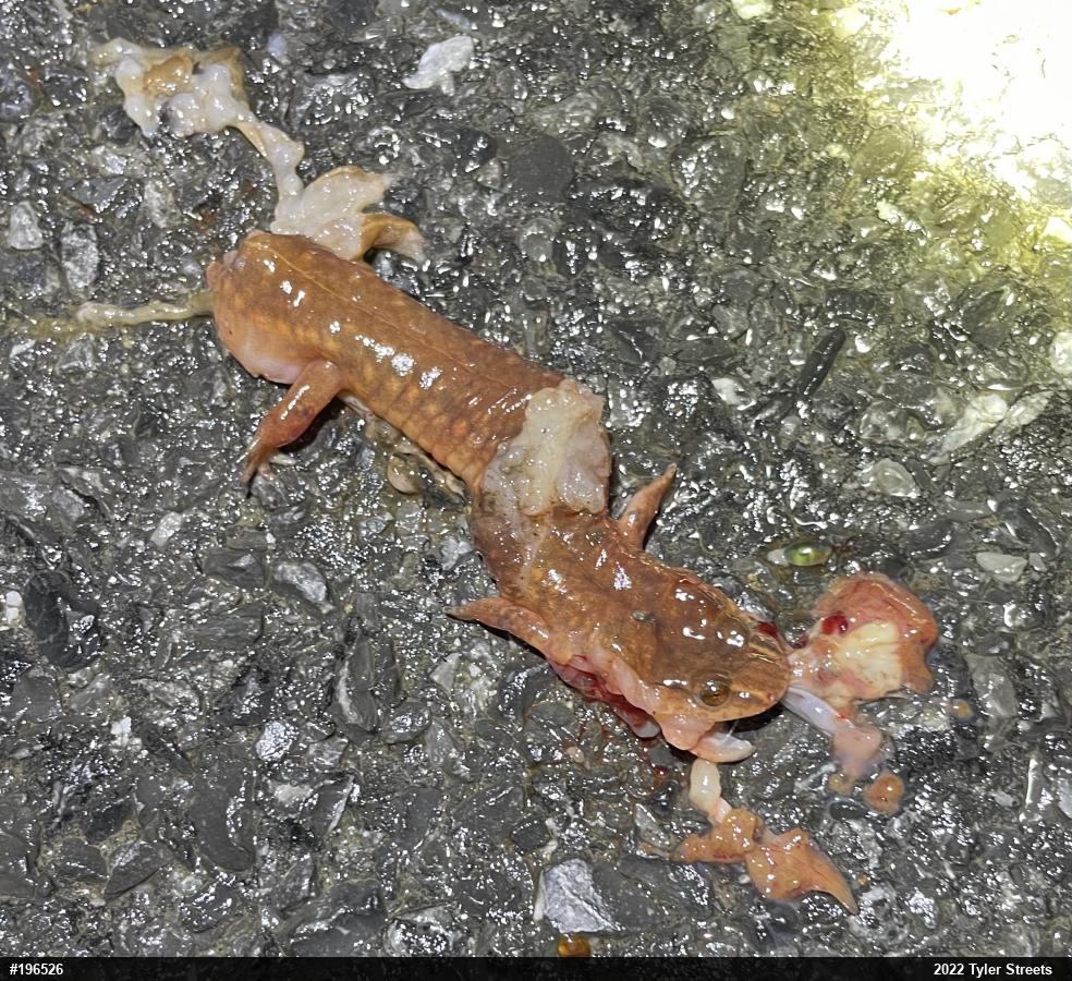 Northern Spring Salamander