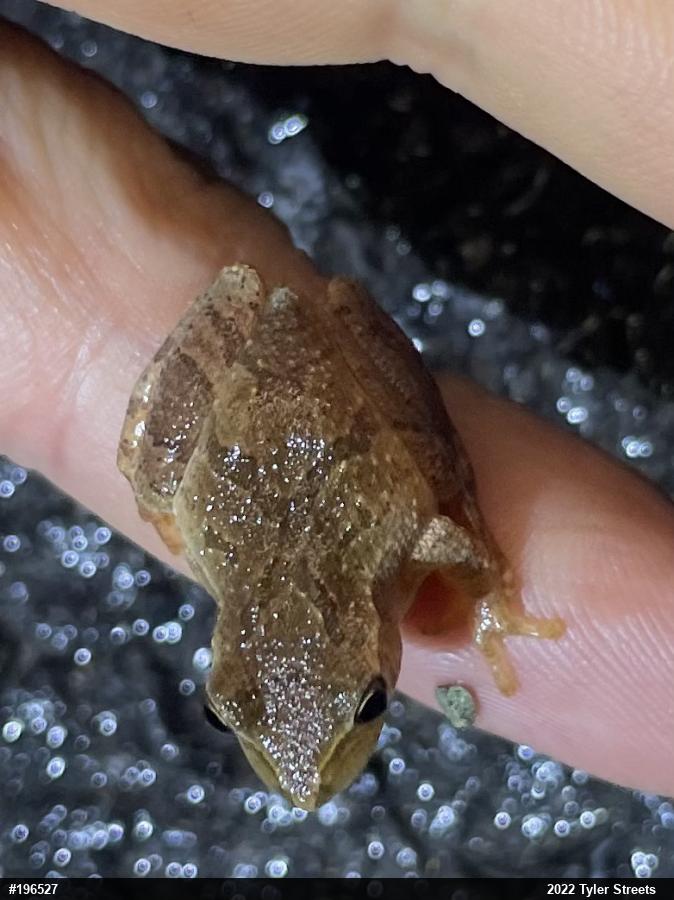 Spring Peeper