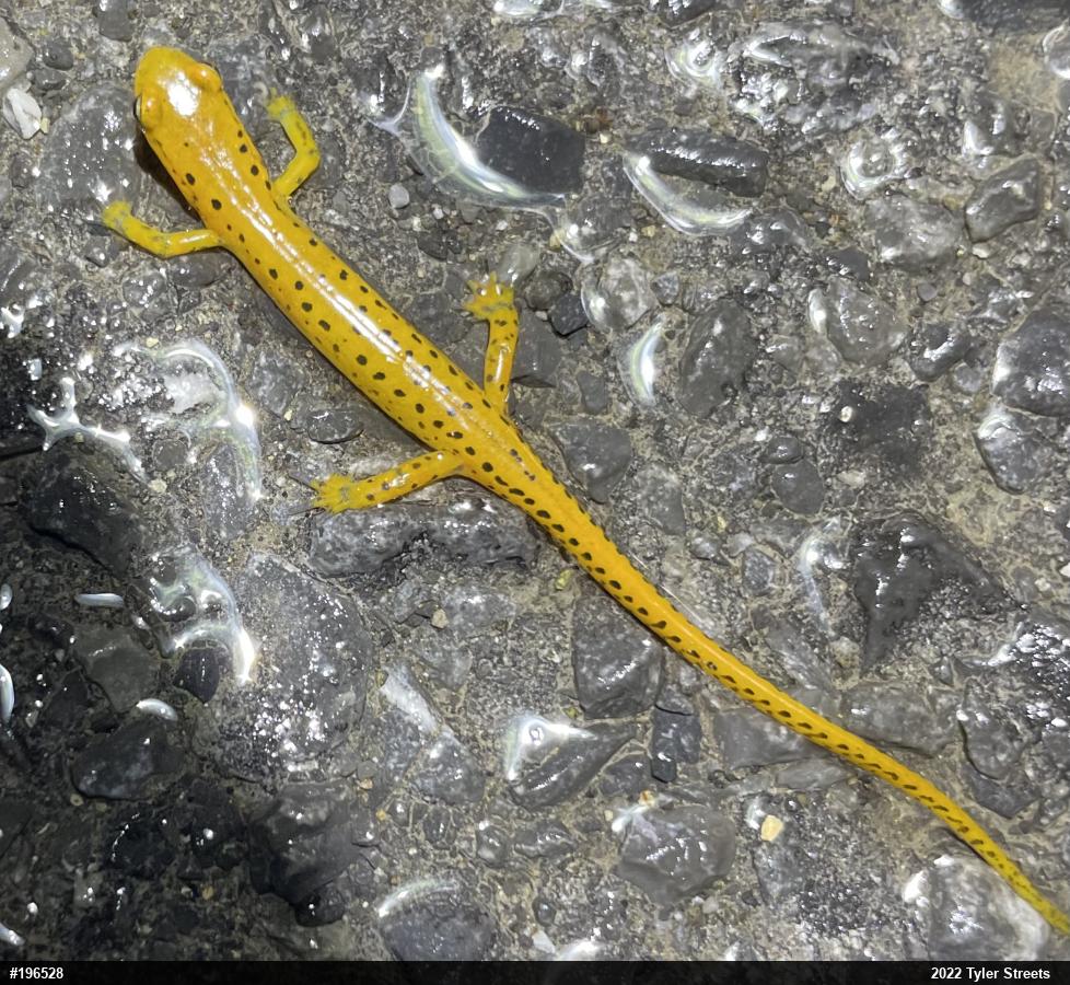 Eastern Long-tailed Salamander