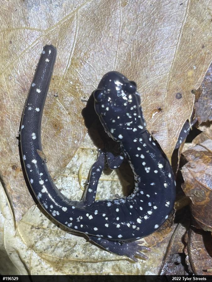 Northern Slimy Salamander