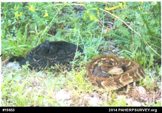 Timber Rattlesnake