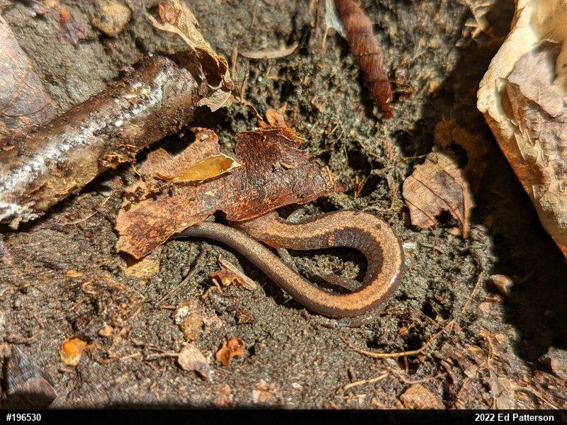Eastern Red-backed  Salamander