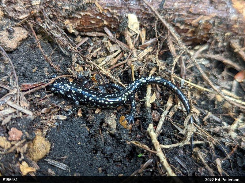 Northern Slimy Salamander