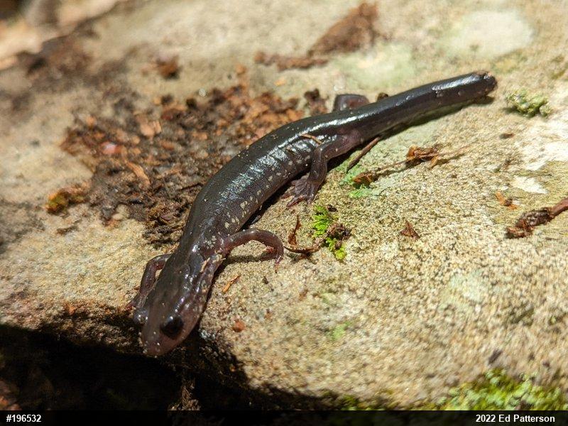 Wehrle's Salamander