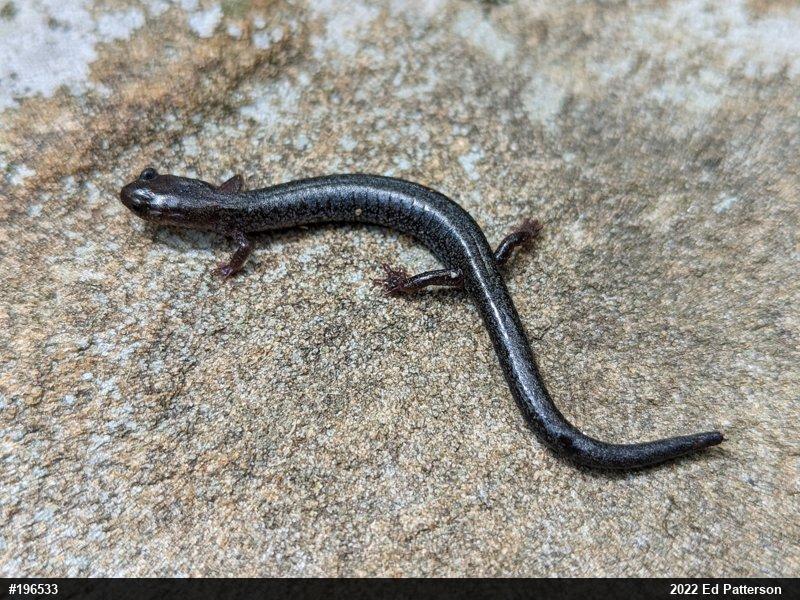 Valley And Ridge Salamander