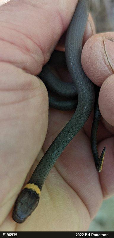 Northern Ring-necked Snake