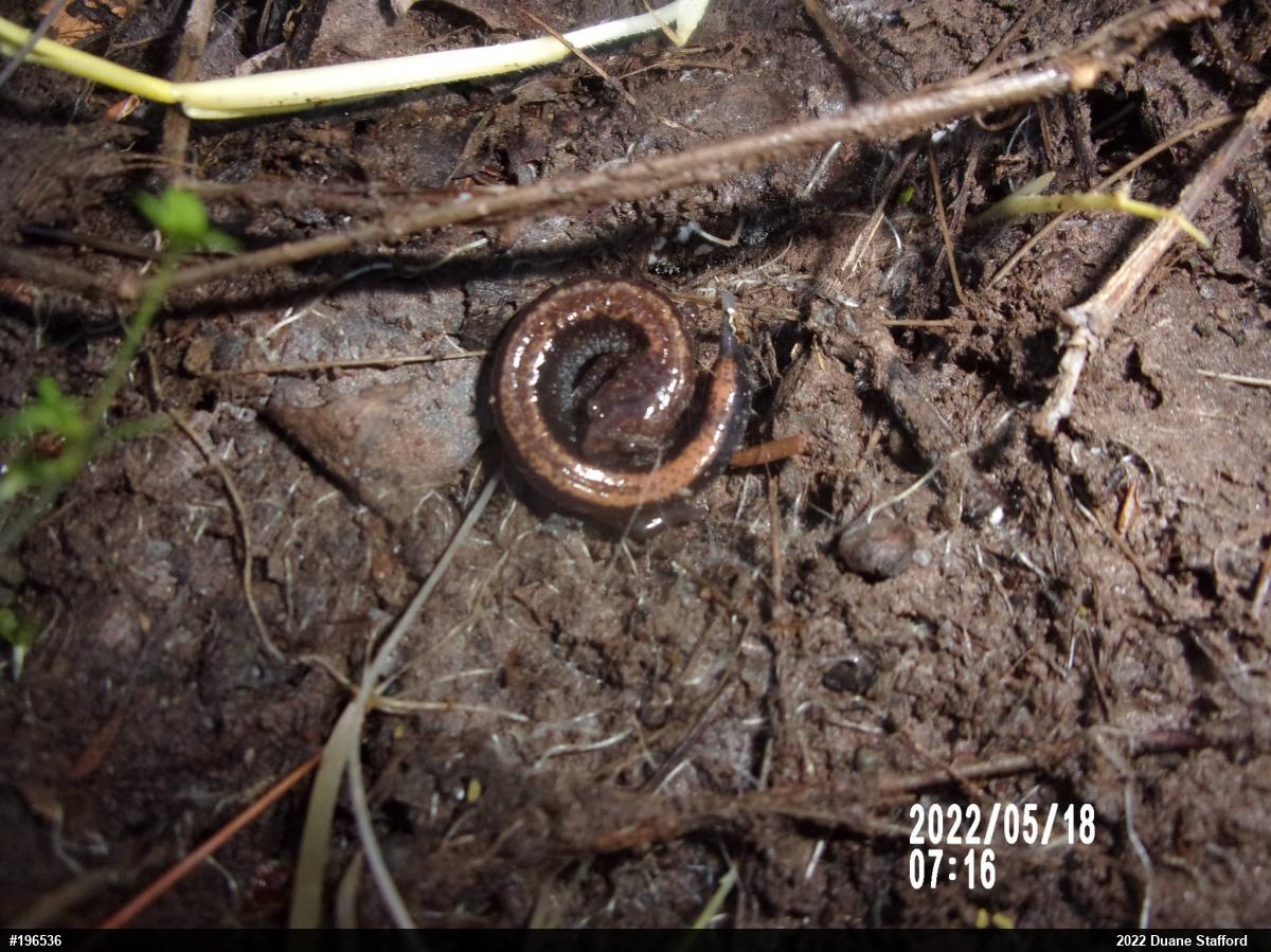 Eastern Red-backed  Salamander