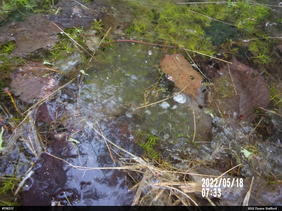 Spotted Salamander