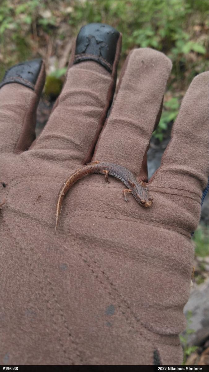 Four-toed Salamander