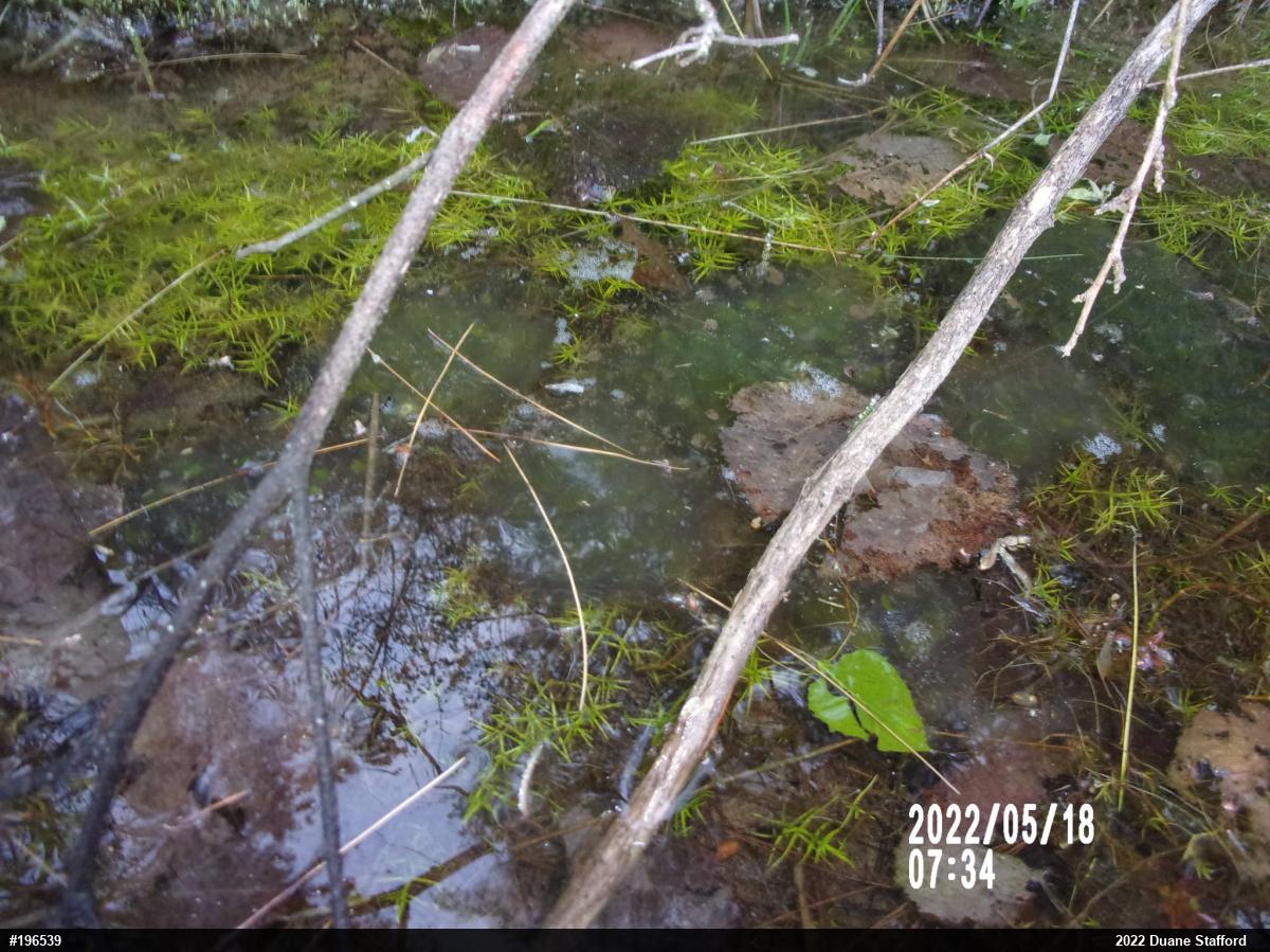 Spotted Salamander