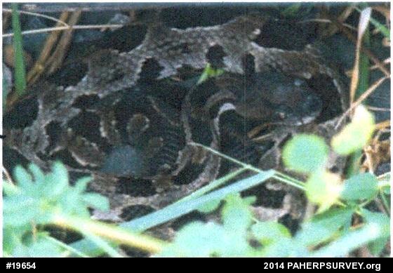 Timber Rattlesnake