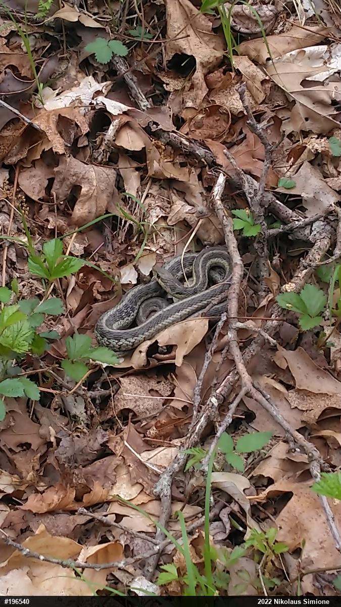 Eastern Gartersnake