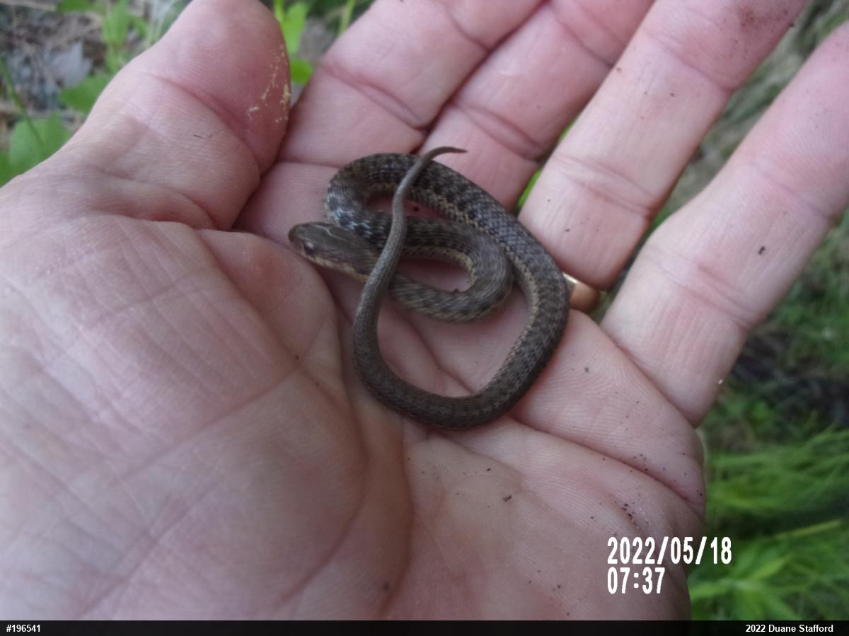Eastern Gartersnake