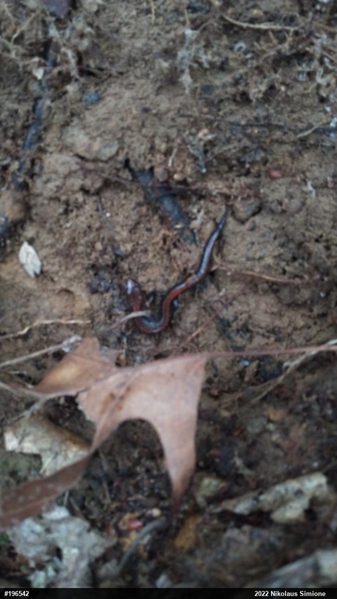 Eastern Red-backed  Salamander