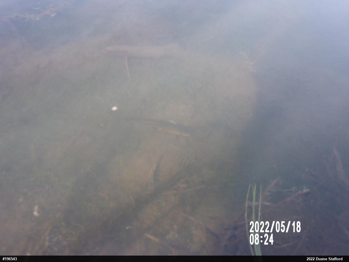 Red-spotted Newt