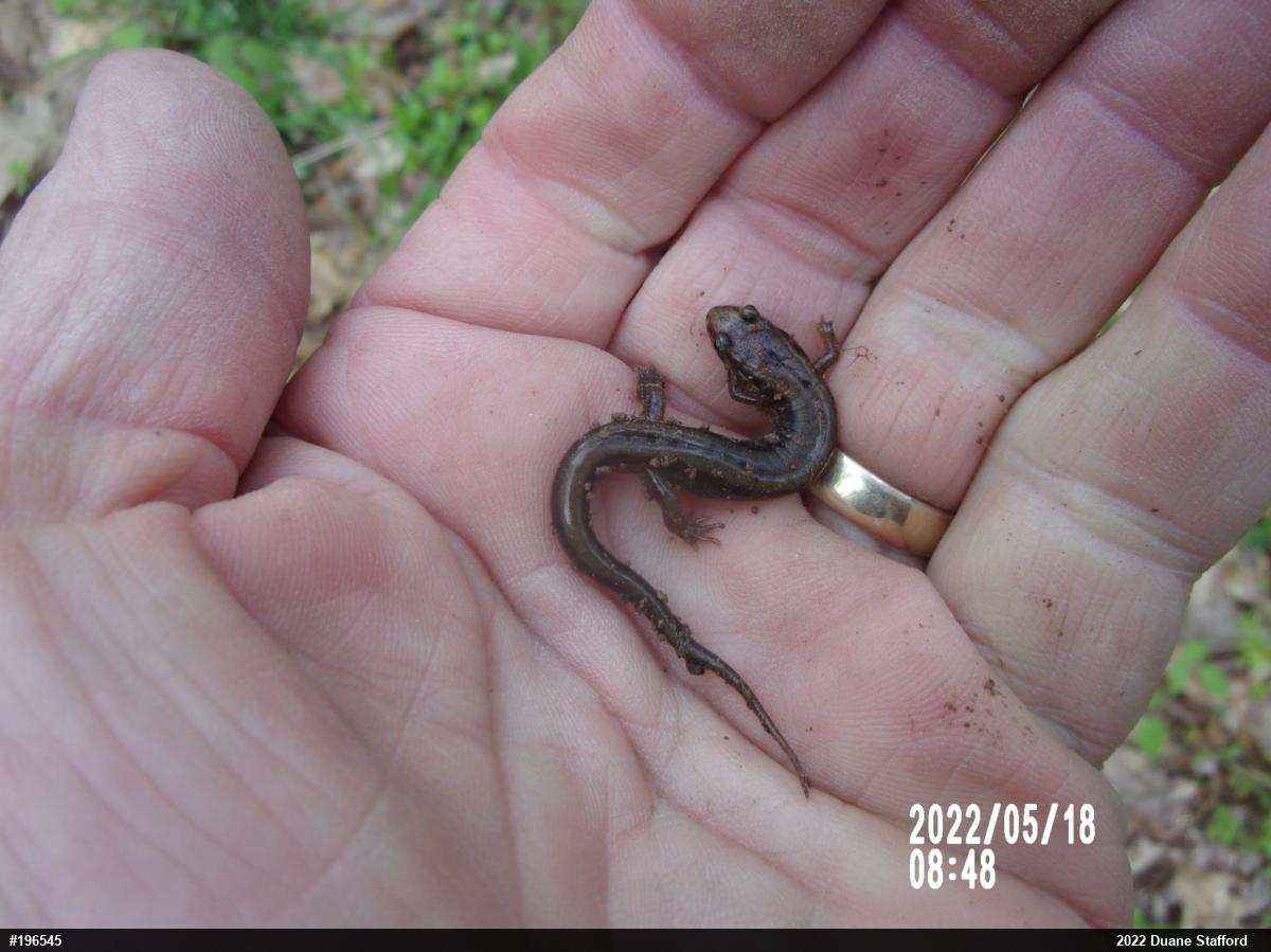 Allegheny Mountain Dusky Salamander