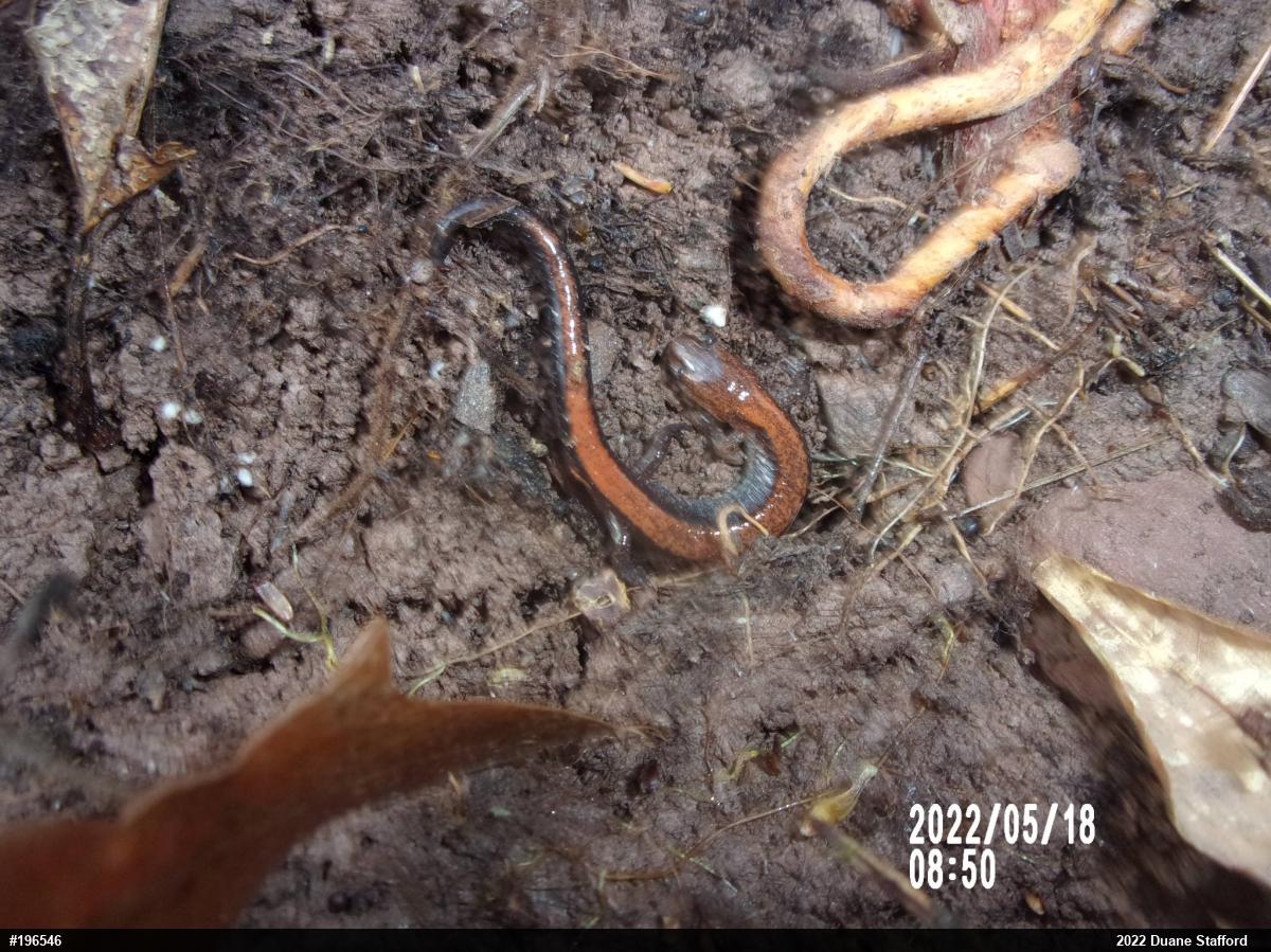 Eastern Red-backed  Salamander
