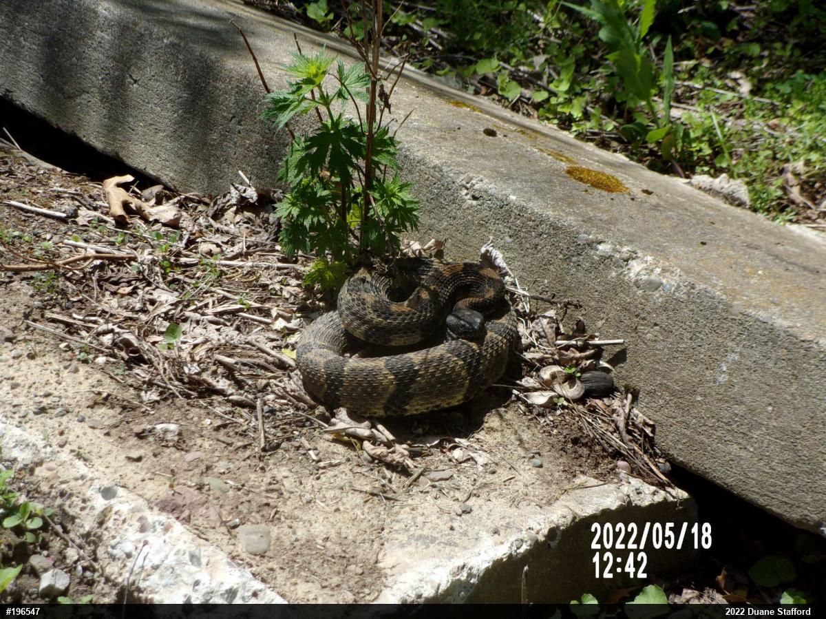Timber Rattlesnake