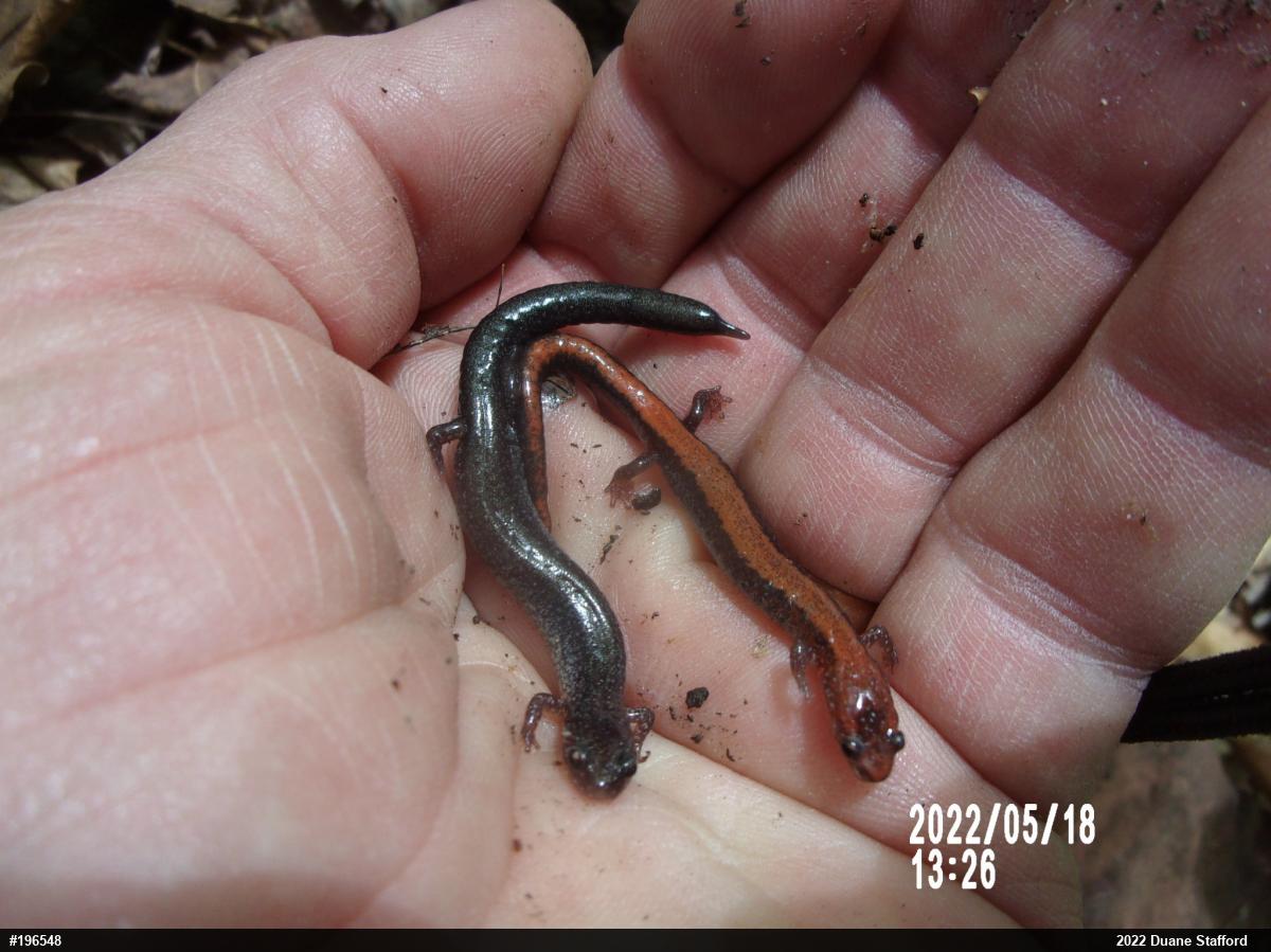 Eastern Red-backed  Salamander