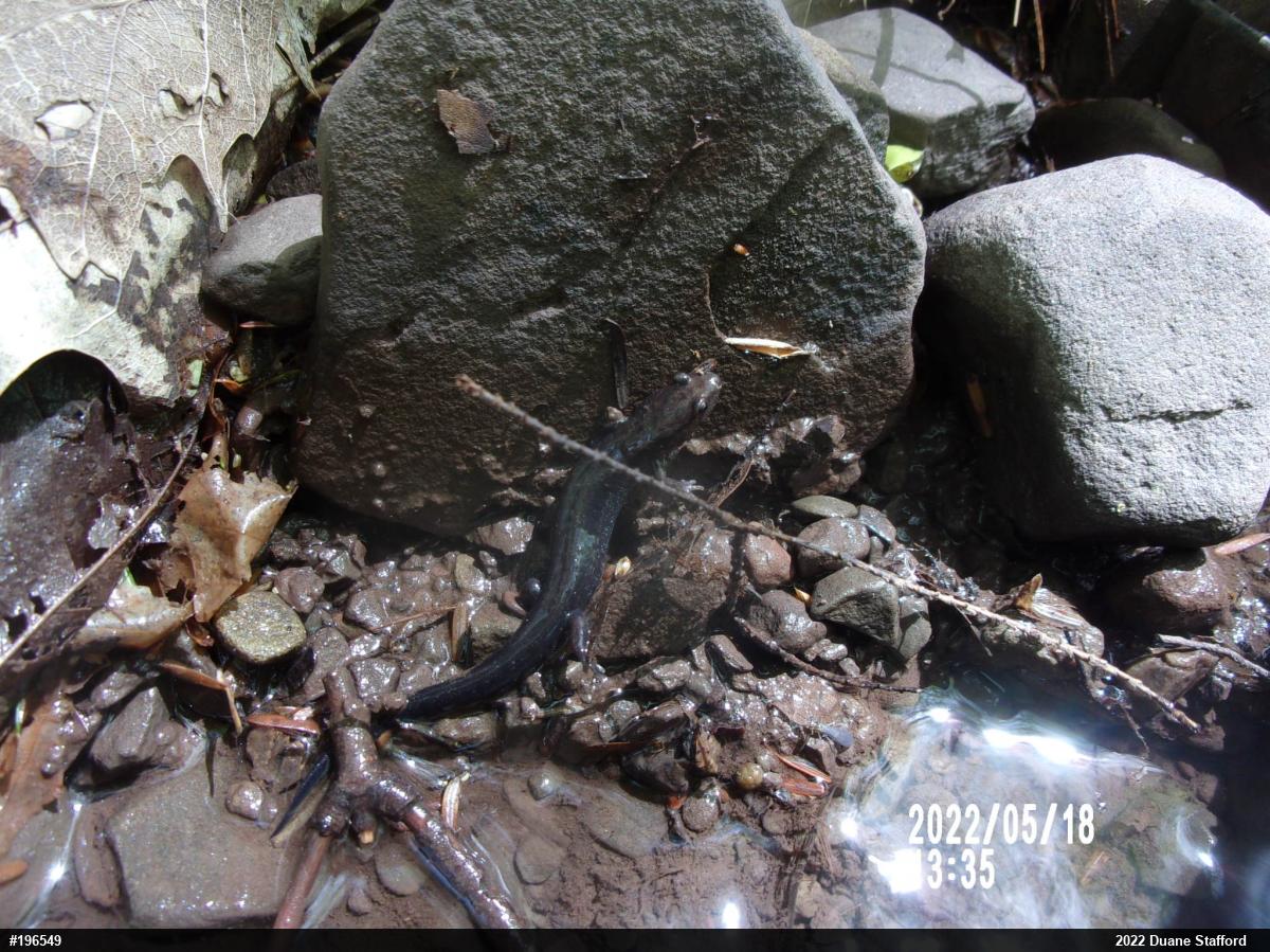 Allegheny Mountain Dusky Salamander