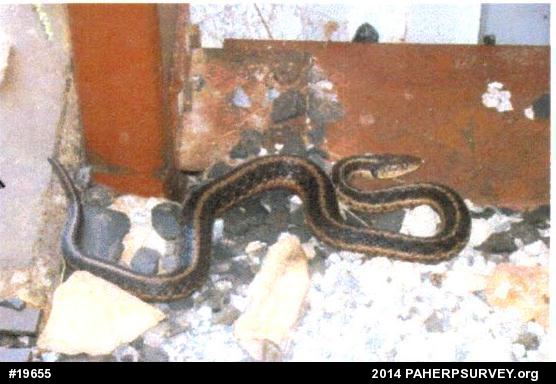 Eastern Gartersnake