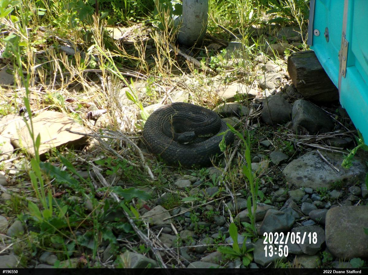 Timber Rattlesnake
