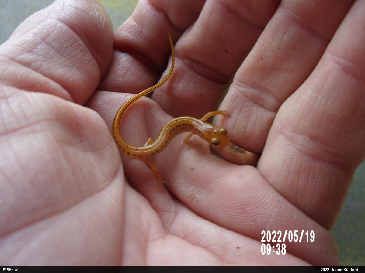 Eastern Long-tailed Salamander