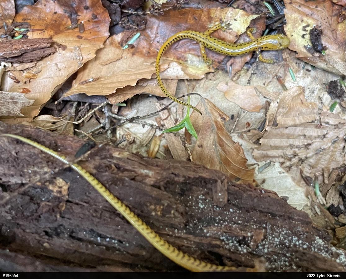 Eastern Long-tailed Salamander