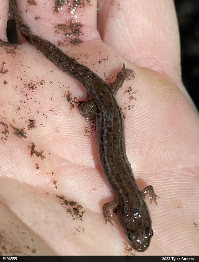 Northern Dusky Salamander