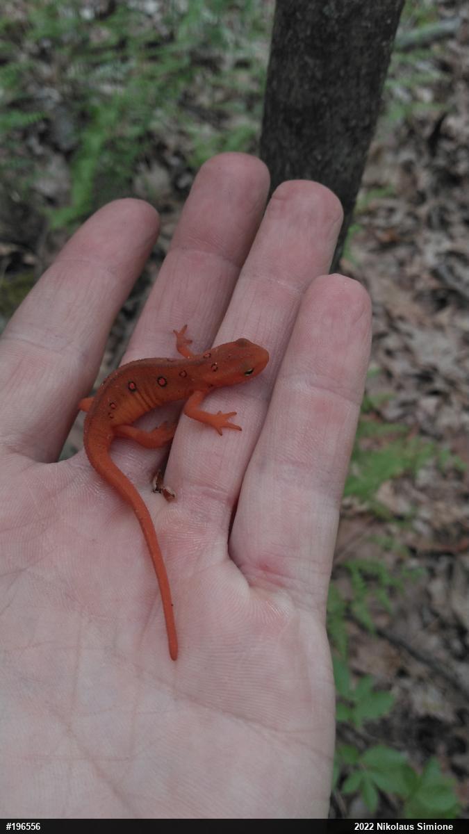 Red-spotted Newt