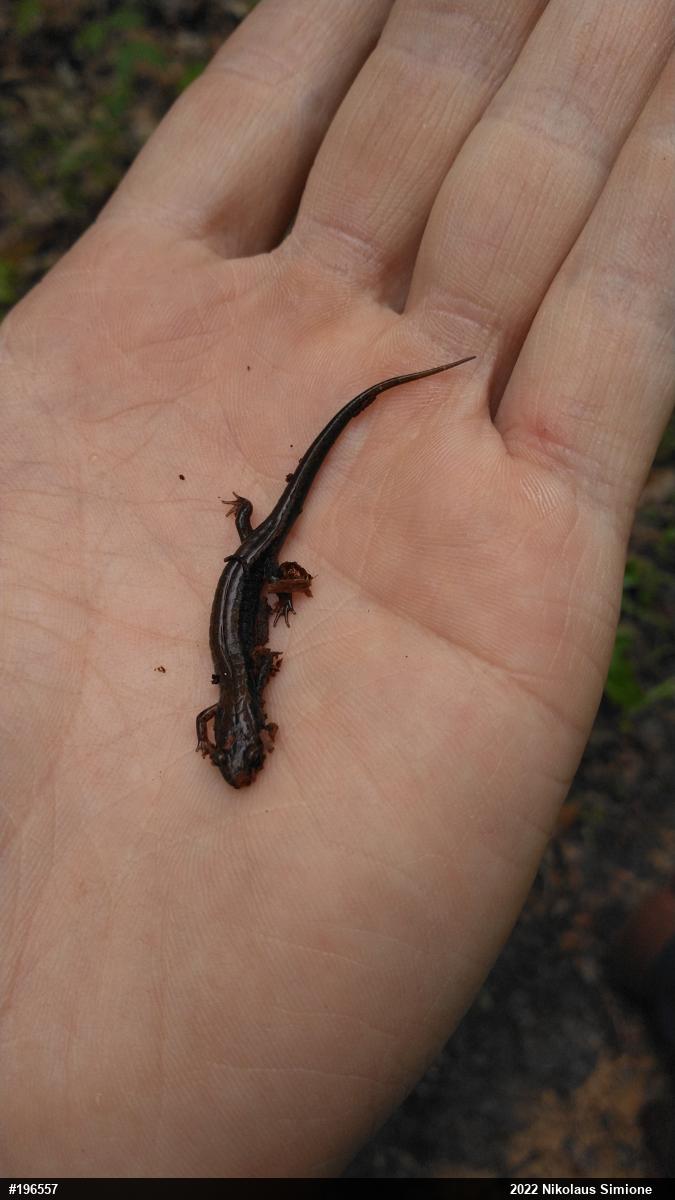 Allegheny Mountain Dusky Salamander