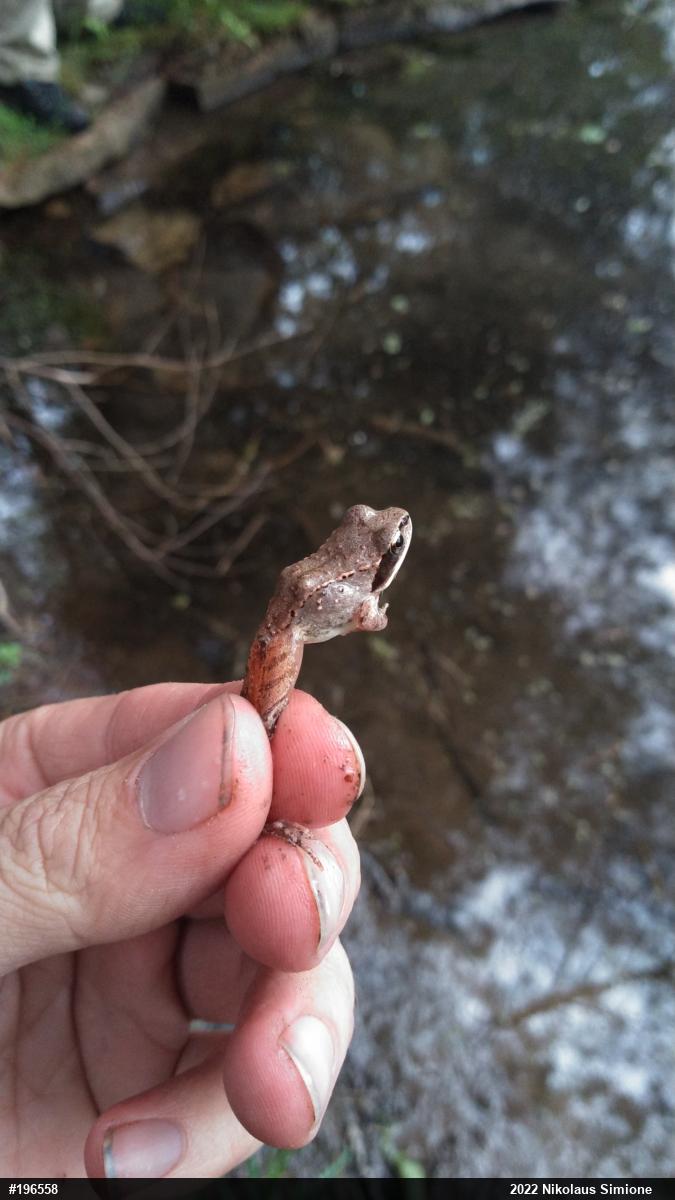 Wood Frog