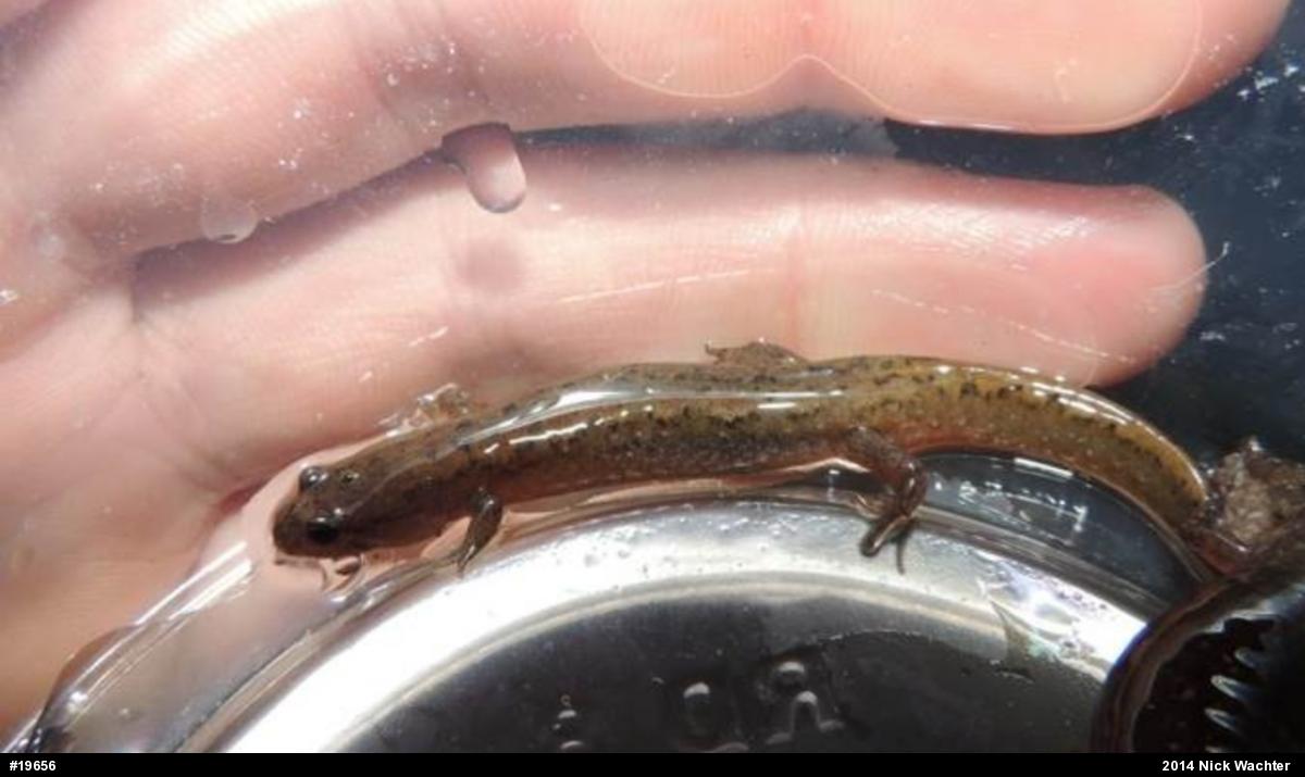 Northern Dusky Salamander