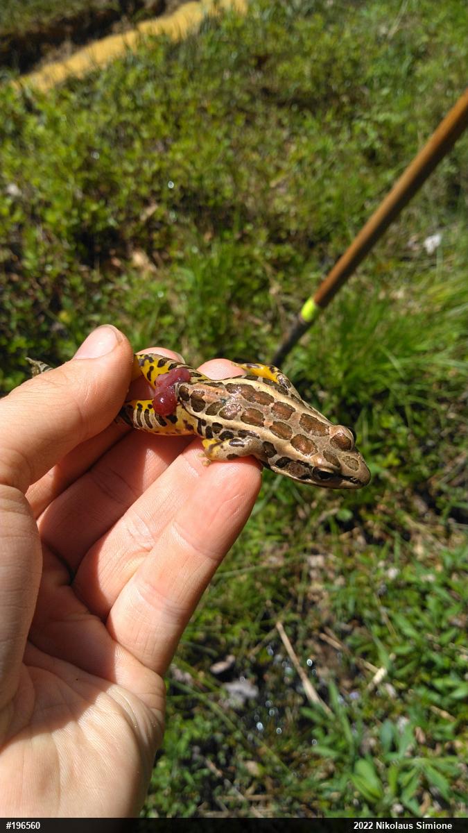 Pickerel Frog