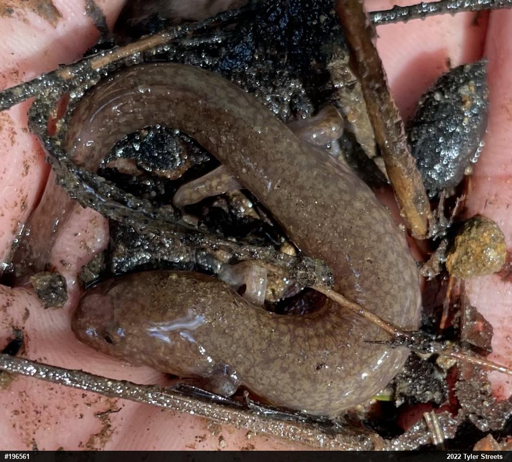 Northern Spring Salamander