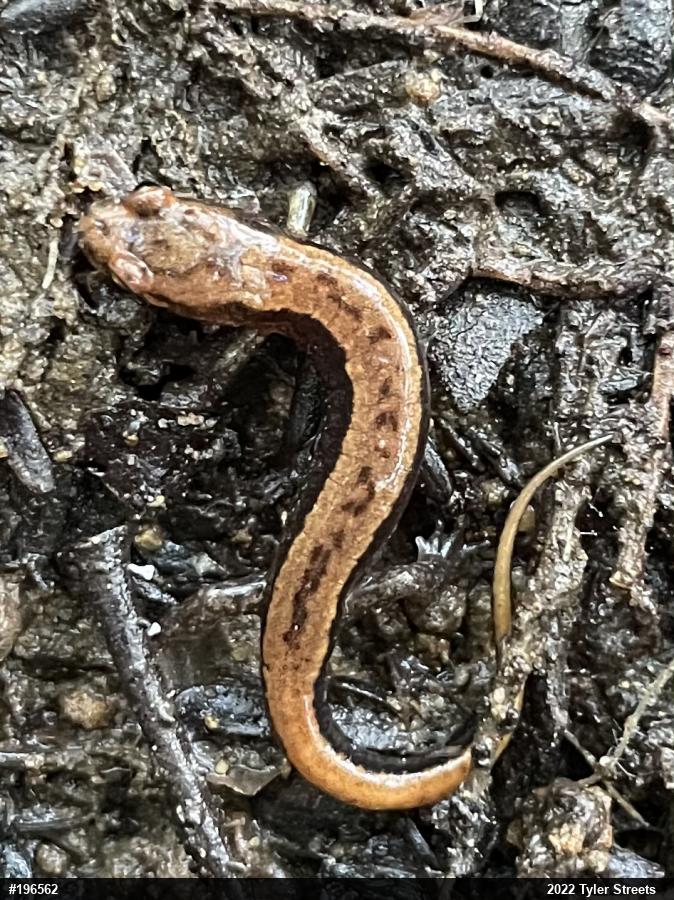 Allegheny Mountain Dusky Salamander