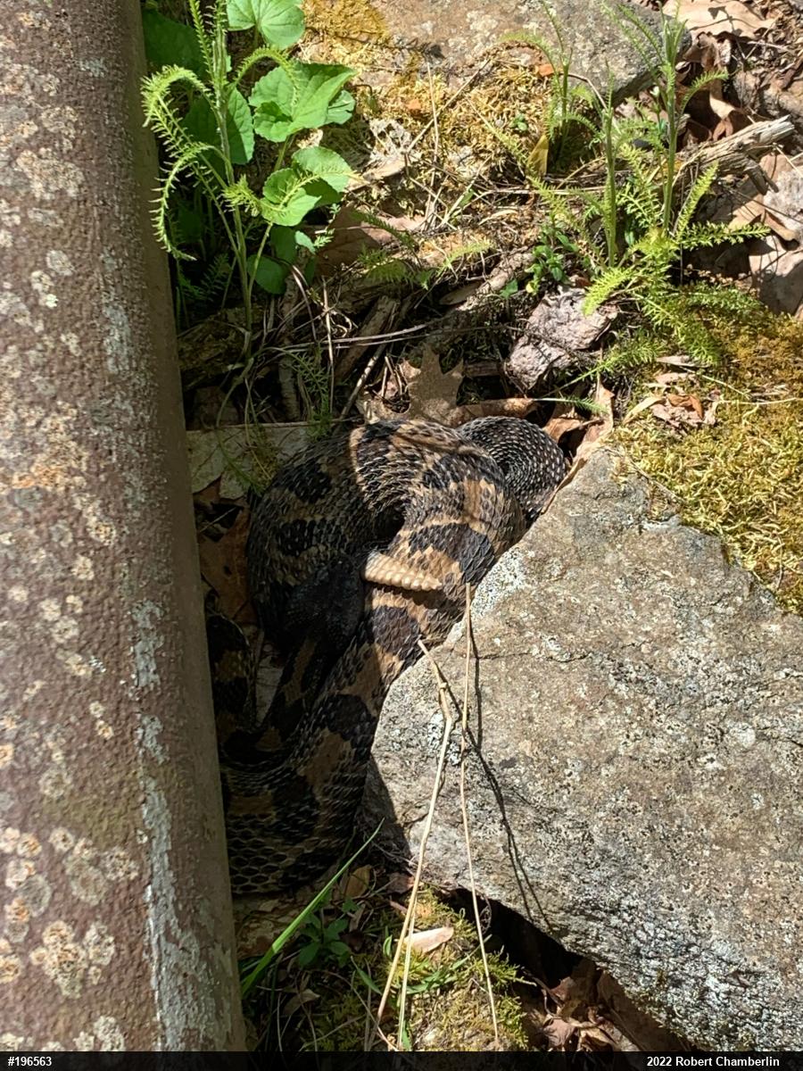 Timber Rattlesnake