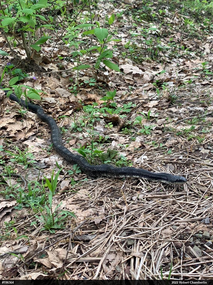 Eastern Ratsnake