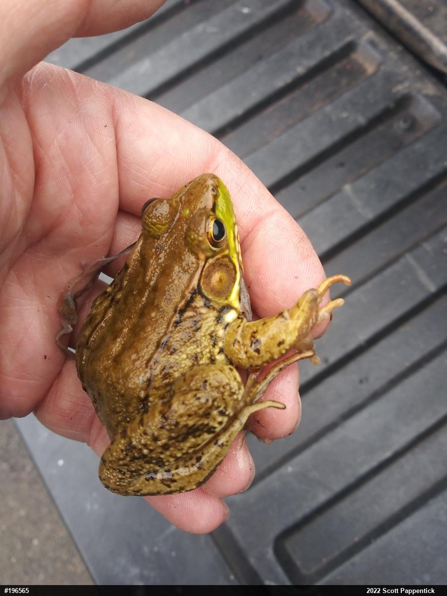 Green Frog