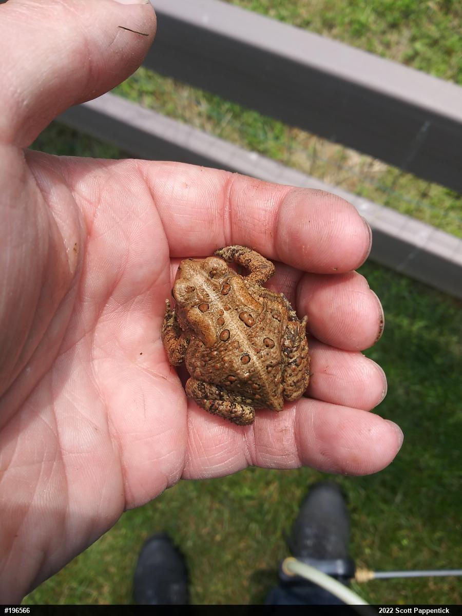 Eastern American Toad
