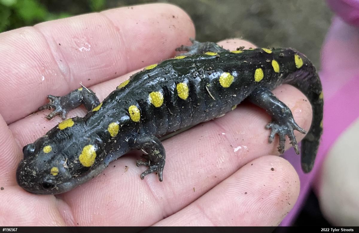 Spotted Salamander